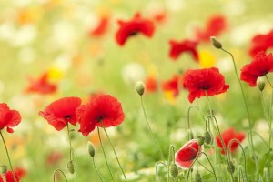 彩吧论坛首页左岸春风一语断蓝福彩双色球113期